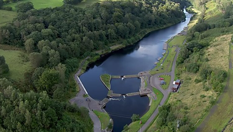 Phoenix South Wales - Feisty Phoenix